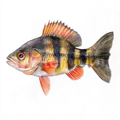 Watercolor Perch Fish Illustration